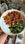 Italian Supergrain Salad Bowl