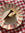 Dark Chocolate and Chestnut Tart
